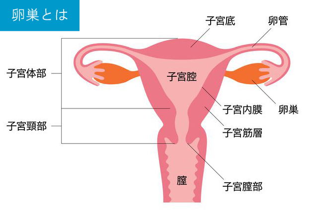 卵巣がん治療はogc大阪がんクリニック 病院の卵巣癌治療専門情報