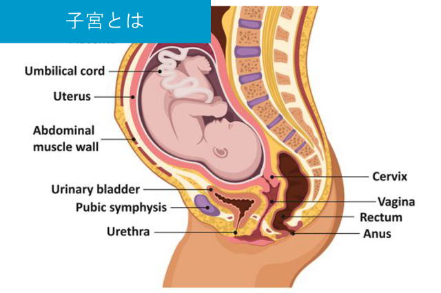 子宮がん 子宮頚がん治療はtgc東京がんクリニック 病院提携の癌治療専門院